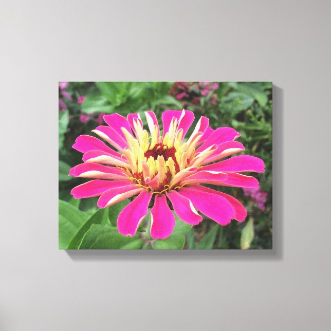 ZINNIA - Vibrant Pink and Cream - Canvas Print (Front)