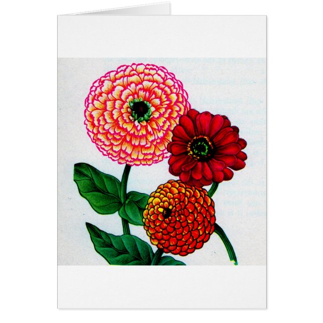 zinnias (Front)