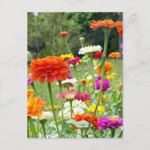 "Zinnias 2." Postcard