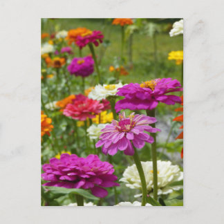 "Zinnias 3." Postcard