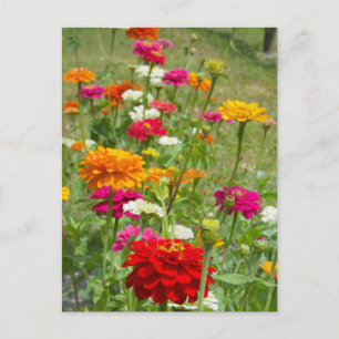 "Zinnias 4." Postcard