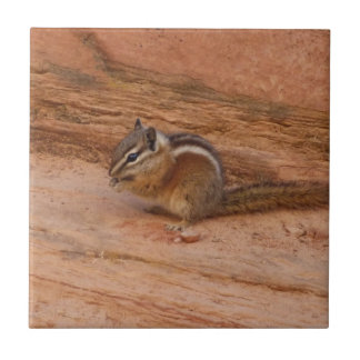 Zion Chipmunk on Red Rocks Tile