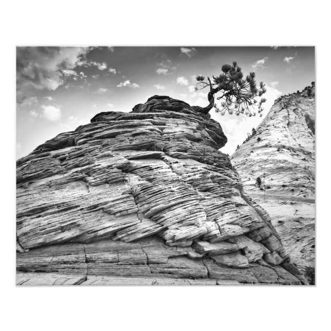 Zion National Park Bonsai Tree Black and White Photo Print (Front)