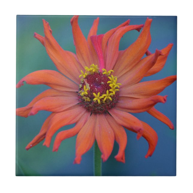 Zippy Zinnia Tile (Front)