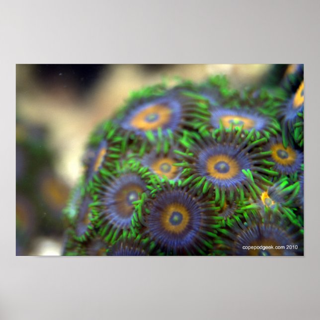 Zoanthid Coral 1 Poster (Front)
