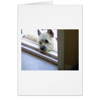 Zoe Cairn Terrier