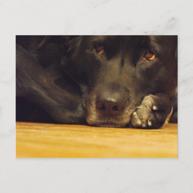 Zoe Postcard (Front)