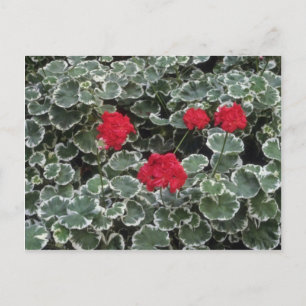 Zonal Geranium (Pelargonium Hortorum) flowers Postcard