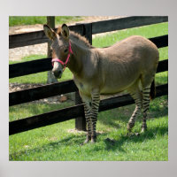 Zonkey name for donkey and zebra mix