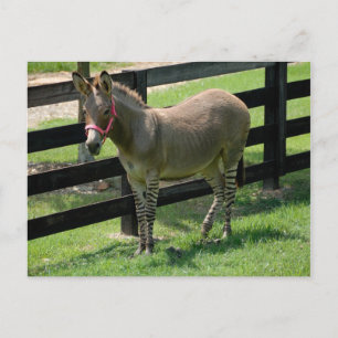 Zonkey named for Donkey and Zebra mix Postcard