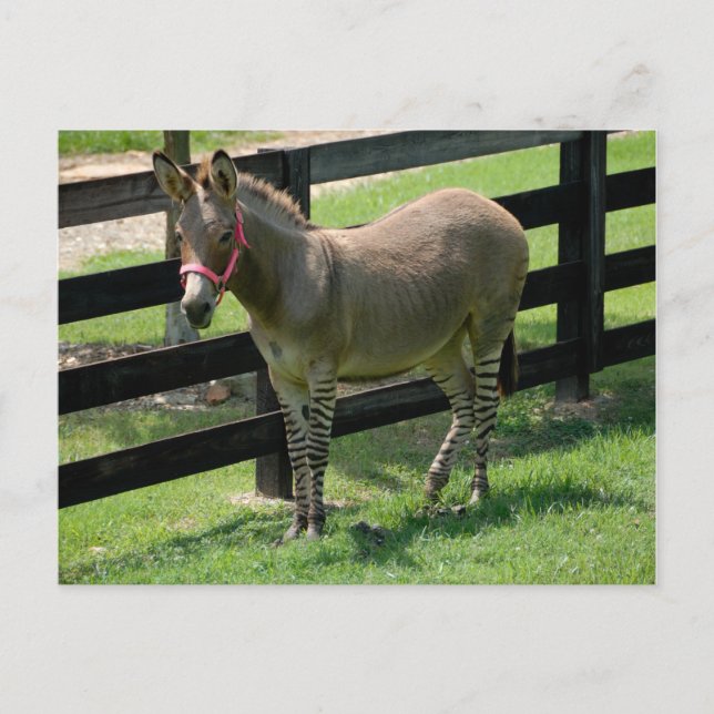 Zonkey named for Donkey and Zebra mix Postcard (Front)