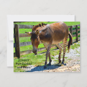 Zonkey part donkey and zebra postcard
