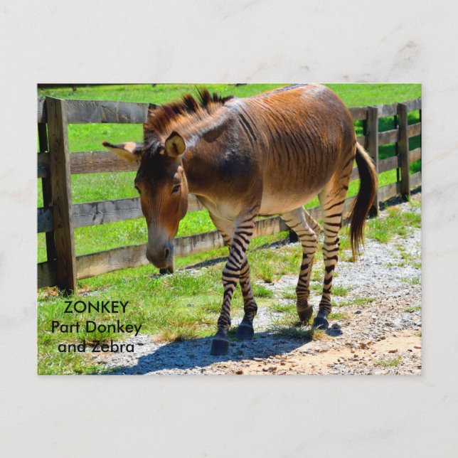 Zonkey part donkey and zebra postcard (Front)