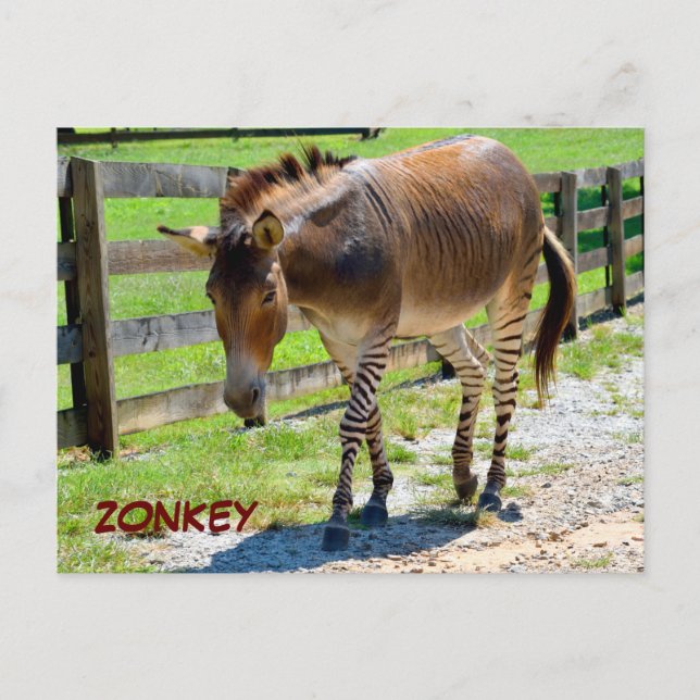 Zonkey part Zebra and Donkey Postcard (Front)