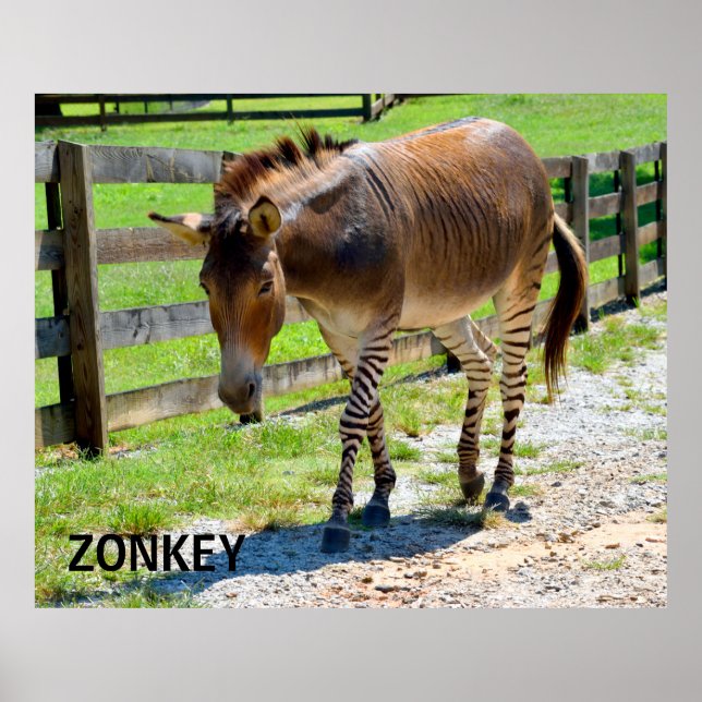 Zonkey part Zebra and Donkey Poster (Front)