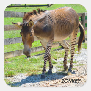 Zonkey part Zebra and Donkey Square Sticker