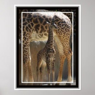Zoo Baby 1 Poster