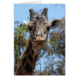 Zoo Series, Here's Lookin' At You Giraffe