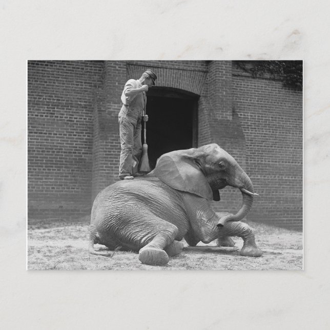 Zookeeper Sweeping an Elephant, 1922 Postcard (Front)