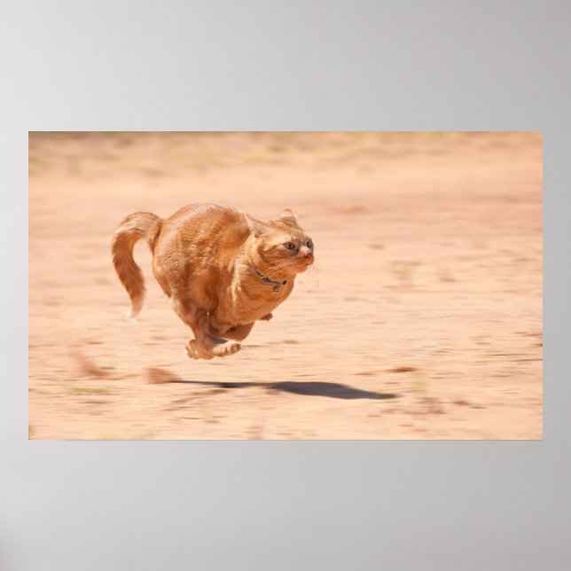 Zoom Kitty Poster (Front)