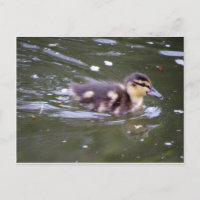 Zooming Duckling