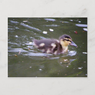 Zooming Duckling Postcard