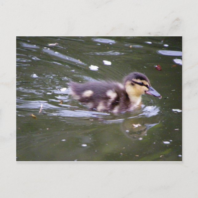 Zooming Duckling Postcard (Front)