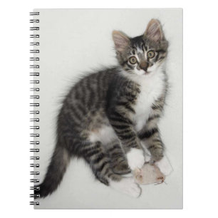 Zorro and His Mouse Notebook