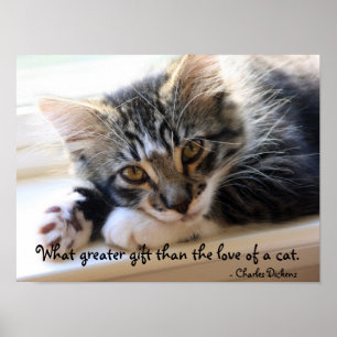 Zorro Kitten  By The Window Poster