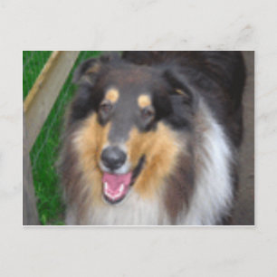 zorro postcard
