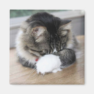 Zorro Shy Kitty Square Magnet