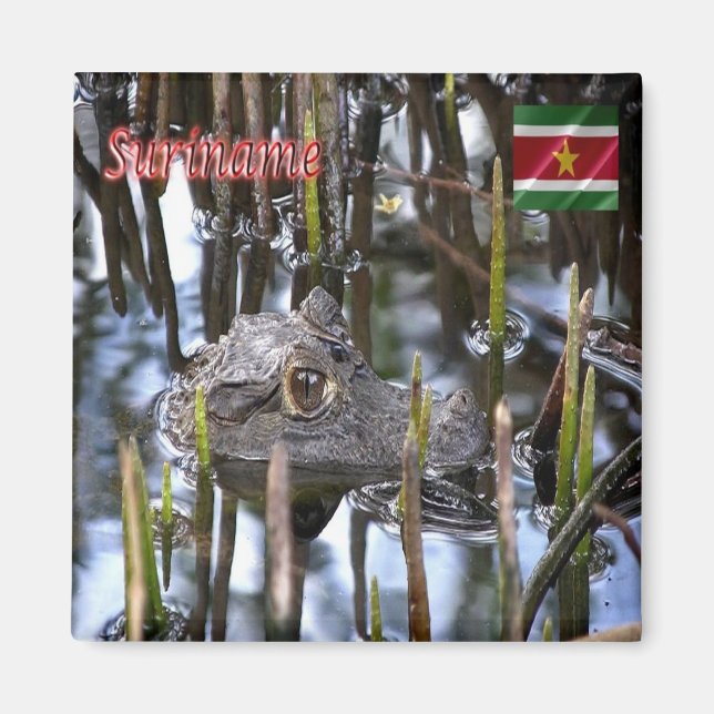 zSR004 SURINAME, Bigi-Pan kaaiman, America, Fridge Magnet (Front)