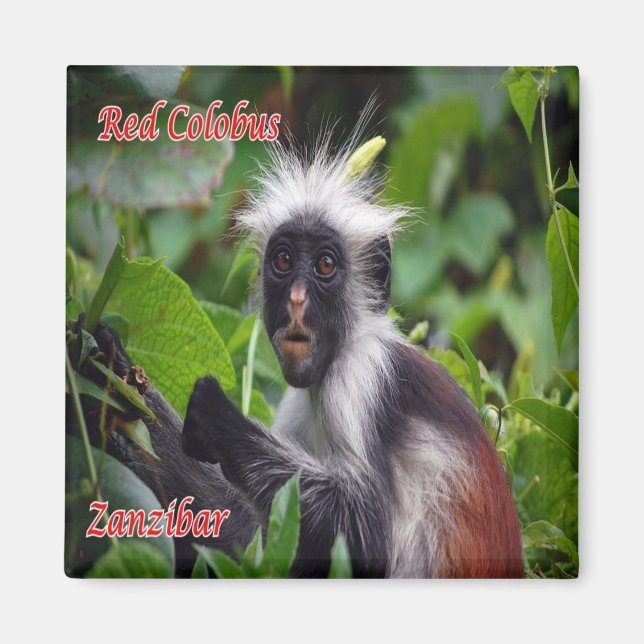 zTZ010 ZANZIBAR, Red Colobus, Tanzania, Fridge Magnet (Front)