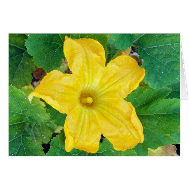 Zucchini Flower Card (Front Horizontal)