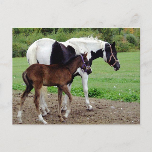 zura3 postcard (Front)