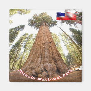 zUS127 SEQUOIA N.P. General Sherman, Fridge Magnet