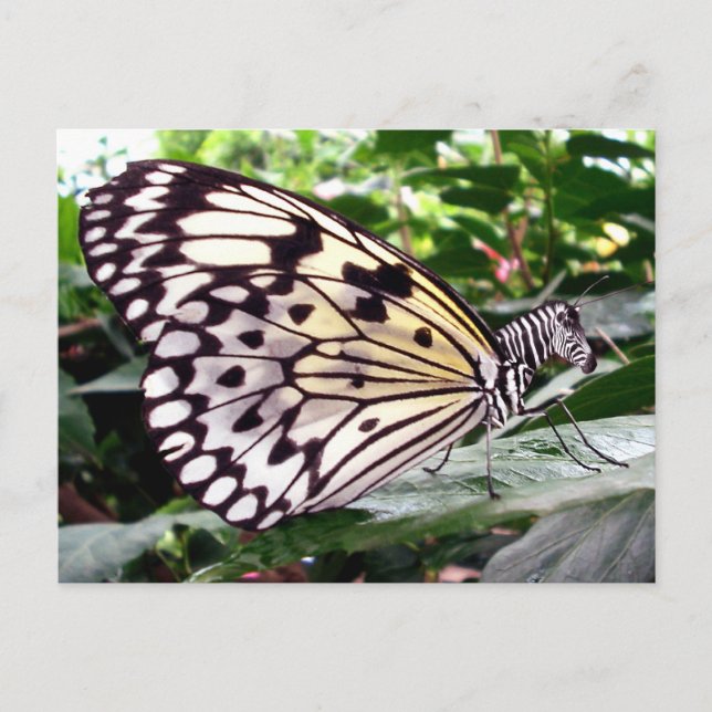 Zutterfly postcard (Front)