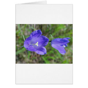 Zwei blaue Glockenblumen