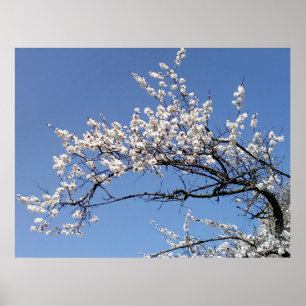 Zweig der Kirschblüte Poster