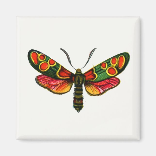 Zygaena carniolica - The Crepuscular Burnet Moth Magnet (Front)