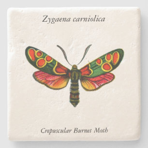 Zygaena carniolica - The Crepuscular Burnet Moth Stone Coaster