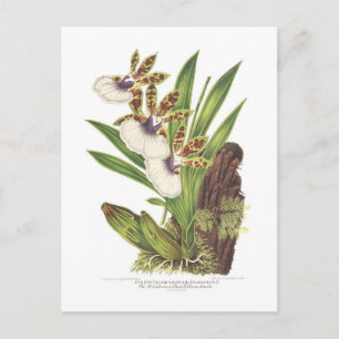 Zygopetalum gautieri postcard