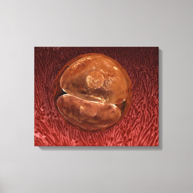 Zygote Development: 24-36 Hours Canvas Print (Front)