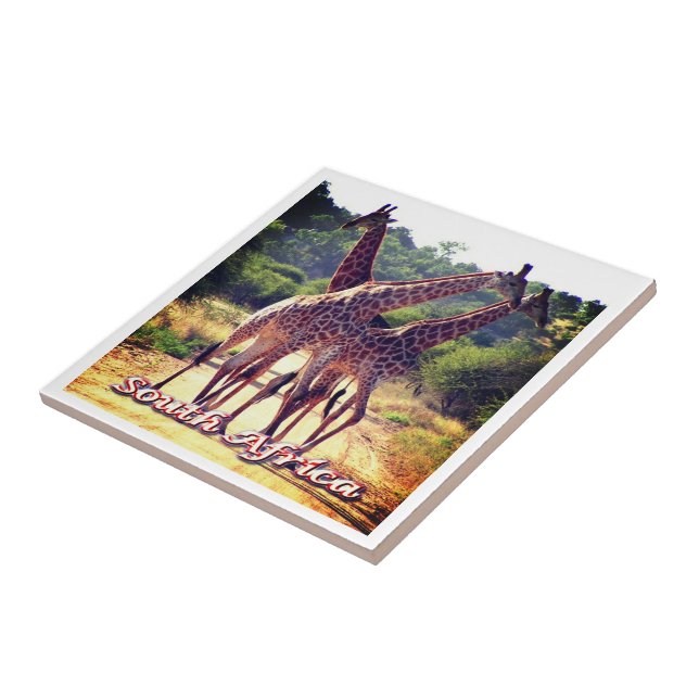 zZA011 SOUTH AFRICA, Giraffes, Tile (Side)